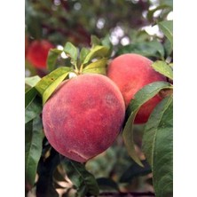 Şeftali Fidanı Hale 120 cm Açık Kök