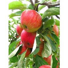 Fidanistanbul Elma Fidanı Erken Kırmızı 120 cm Saksıda