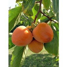 Fidanistanbul Trabzon Hurması Hachia Fidanı Açık Köklü