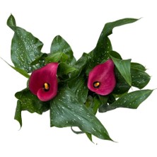 Betonish Calla Lilly 'Pink' (Gala Çiçeği)