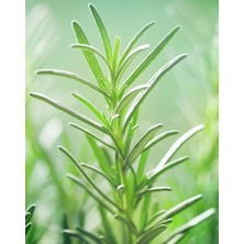 Goya Botanicals Biberiye Hidrosolü 100 ml