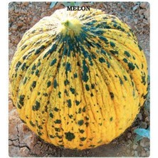 Aksaray Tohumculuk Altınbaş Kavun Tohumu 50 Adet Tohum Aksaray Tohumculuk