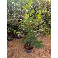 Aydoğdu Aşılı Keskin Kokulu Gardenya 1metre