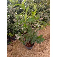 Aydoğdu Aşılı Keskin Kokulu Gardenya 1metre