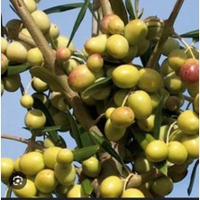 Halhali Zeytin Ağacı Fidanı (Tüplü ve Aşılı)