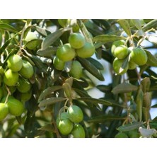 Halhali Zeytin Ağacı Fidanı (Tüplü ve Aşılı)