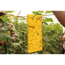 Biogreen Sarı Yapışkan Levha Tuzak, Yapışkan Sinek Tuzağı ,sera ve Bahçe Tuzağı 25 cm x 10 cm Adet Seçiniz