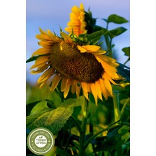 Gülçehre Yörem Afyon Meşhur Tekirdağ Güneşte Kurutulmuş Zengin Aromalı Ayçiçek Yaprağı | 25GR.