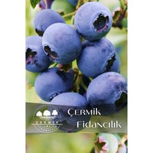 Çermik Fidancılık Tüplü Yaban Mersini Blue Berry Fidanı