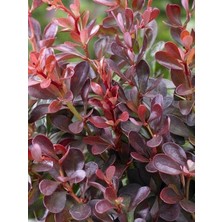 Hanım Tuzluğu Berberis Thunbergii Atropurpurea
