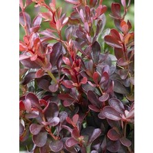 Hanım Tuzluğu Bordo Yeşil Berberis Thunbergii Bagatelle