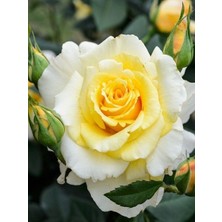 Sarı Gül Fidanı Rosa Laxa Yellow Saksıda