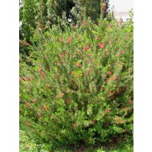 Dik Gravilla Çalısı Gravillea Rosmarinifolia Saksıda