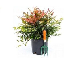 Kırmızı Cennet Bambusu Nandina Domestica Gulf Stream Saksıda