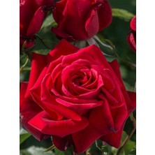 Kırmızı Gül Fidanı Rosa Laxa Red Saksıda