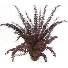 Bordo Hanım Tuzluğu Berberis Auricoma