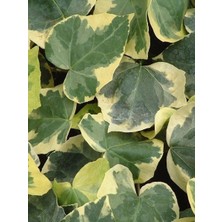 Duvar Sarmaşığı Alacalı Büyük Yapraklı Hedera Helix Variegata 80 cm