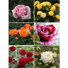 Gül Fidanı Promosyon Saksıda