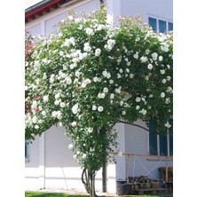 Sarmaşık Gül Fidanı Beyaz Rosa Rampicanti White 120 cm Büyük Yaş Saksıda