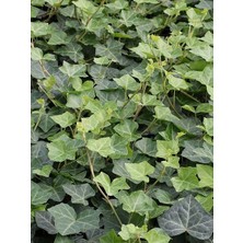Orman Sarmaşığı Küçük Yeşil Yapraklı Hedera Helix Ralf 80 cm Saksıda