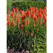 Fener Çiçeği Kniphofia Uvaria Red Hot Poker Saksıda