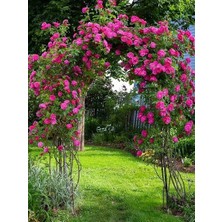 Sarmaşık Gül Fidanı Koyu Pembe Rosa Rampicanti Aushedge 120 cm Büyük Yaş