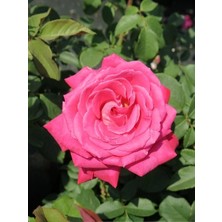 Gül Fidanı Pembe Rosa Laxa Pink Saksıda