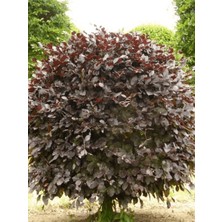 Kırmızı Kayın Fidanı Fagus Sylvatica Atropunicea 20 40 cm Saksıda