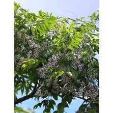 Tesbih Ağacı Melia Azedarach Chinaberry 120 cm Saksıda