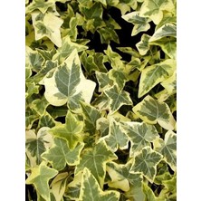 Orman Sarmaşığı Sarı Kenarlı Küçük Yapraklı Hedera Helix Goldchild Saksıda