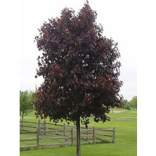 Akçaağaç Kırmızı Yapraklı Crimson King 80 cm