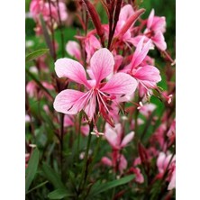 Pembe Çiçekli Gaura Gaura Lindheimeri Rosea 20 cm Saksıda