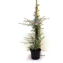 Ateş Dikeni Fidanı Alacalı Pyracantha Sparkler Saksıda