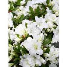 Açelya Bitkisi Beyaz Iri Çiçekli Azalea Japonica Dorothy Hayden Ithal Saksıda