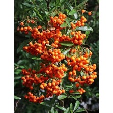 Turuncu Bodur Ateş Dikeni Fidanı Pyracantha Coccinea Nana Büyük Yaş
