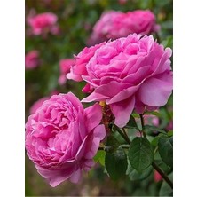 Aşılı Isparta Gülü Fidanı Rosa Damascena Saksıda