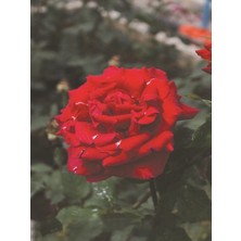 Kırmızı Gül Fidanı Alara Rosa Laxa Red Ithal Saksıda