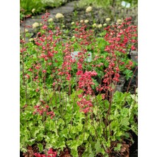 Yeşil Yapraklı Mercan Çanı Çiçeği Heuchera Sanguinea Engelm