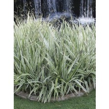 Alacalı Kılıç Otu Dianella Taşmanica Variegata Saksıda
