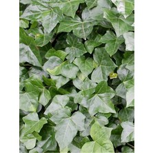 Orman Sarmaşığı Büyük Yeşil Yapraklı Hedera Helix Hibernica Irish 80 100 cm Saksıda