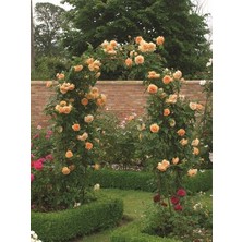 Turuncu Sarmaşık Gül Fidanı Rosa Rampicanti Orange 60 cm Saksıda