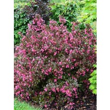 Kırmızı Yapraklı Gelin Tacı Weigela Florida Alexandra 40 cm