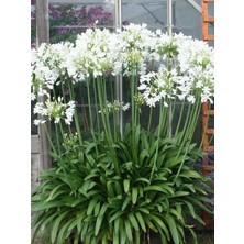 Beyaz Afrika Zambağı Beyaz Sevgi Çiçeği Agapanthus Umbellatus Alba Saksıda