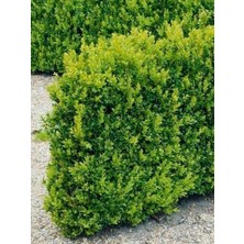 Osmanlı Şimşir Fidanı Buxus Microphylla Faulkner