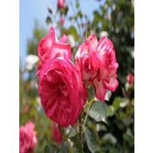 Sarmaşık Gül Fidanı Antike 89 Rosa Rampicanti Ithal 80 100 cm Saksıda