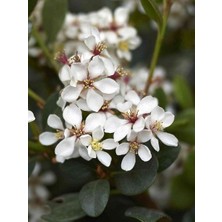 Beyaz Çiçekli Hint Alıcı Rhaphiolepis Indica Snow White 70 100 cm Saksıda
