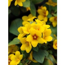 Altın Küre Çiçeği Lysimachia Procumbens Askılı Saksıda