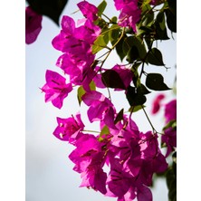 Begonvil Fidanı Tijli Baston Bougainvillea Glabra 80 100 cm Saksıda