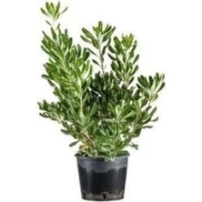 Boylu Yıldız Çalısı Pittosporum Tobira 20 40 cm Saksıda