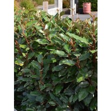 Yeşil Süs Iğdesi Elaeagnus Ebbingei Compacta 80 100 cm Saksıda